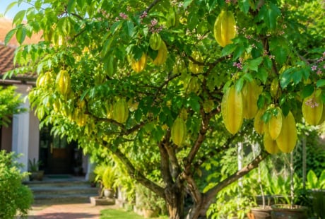 Trồng cây khế trong nhà nhất định phải biết điều này