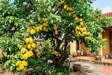 Tại sao nên trồng cây khế trong sân nhà? Có 4 lý do đặc biệt