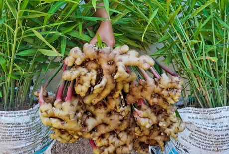 Mẹo trồng gừng củ to, đẻ nhiều nhánh
