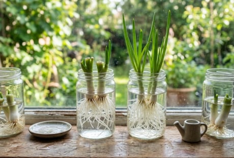 Chỉ cần cắm vào cốc nước, hành lá vẫn xanh tốt: Mẹo đơn giản giúp gia đình có rau gia vị tươi quanh năm