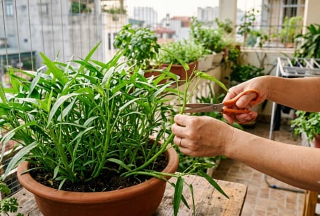 Chỉ cần 1 nhánh rau muống, sau 10 ngày kín cả chậu, hái ăn liên tục không xuể