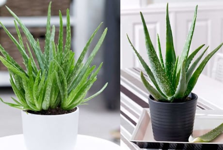 Mẹo trồng nha đam (lô hội) trong đất và thủy sinh, cho lá to, mập