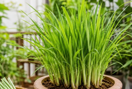 Cách trồng sả trong chậu nhanh thành bụi, dùng quanh năm
