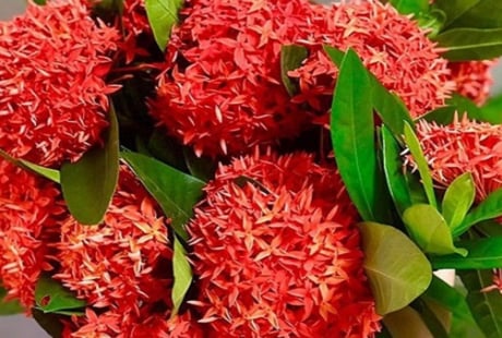 Có nên trồng cây Mẫu Đơn trước nhà không?