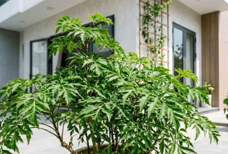 Trong nhà có 3 vị trí tốt nên trồng cây đinh lăng