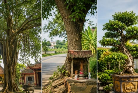 Người xưa dặn: Thấy 3 loại cây này, chớ tùy tiện chặt bỏ kẻo bị cho là “động” vào phúc lộc