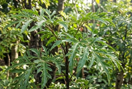 Tin vui cho những nhà đang trồng cây đinh lăng