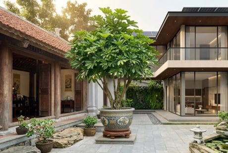 Tin vui cho những gia đình đang trồng cây Ngũ Gia Bì