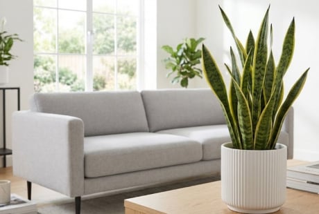 Mệnh nào hợp trồng cây lưỡi hổ nhất?