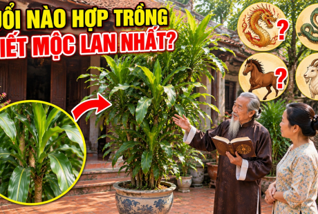 Tuổi nào hợp trồng Thiết Mộc Lan nhất?