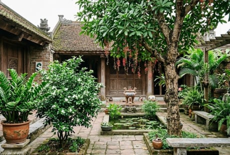3 loại cây trồng trước cửa nhà dễ phất, 1 loại cần nhổ bỏ ngay