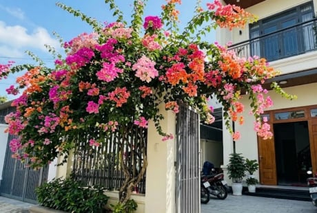 Trồng hoa giấy phong thủy ở vị trí nào để hút lộc vào nhà?