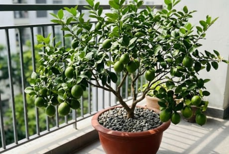 Mệnh nào trồng cây chanh hút tài lộc vào nhà?