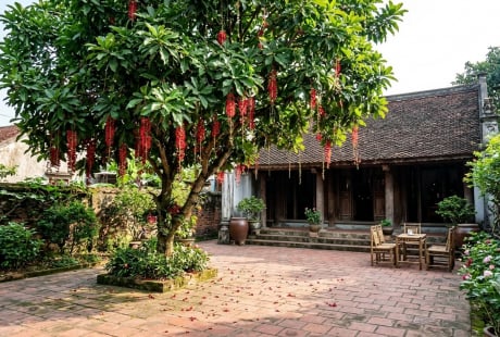 Nên trồng Khế hay Lộc Vừng trước nhà? Chọn cây theo tuổi và diện tích sân