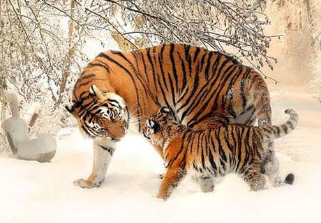 3 tuổi giàu có nhất tháng 7, phúc lộc nhân đôi trong tháng 8, tháng 9 chơi không có của