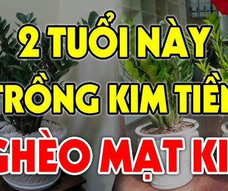 2 tuổi này trồng kim tiền lộc đâu không thấy: Tiền bạc trôi sông, nợ ngập đầu