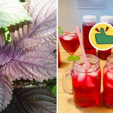 Uống một cốc nước lá tía tô pha thứ này trước bữa ăn, điều 'kỳ diệu' sẽ đến sau 7 ngày