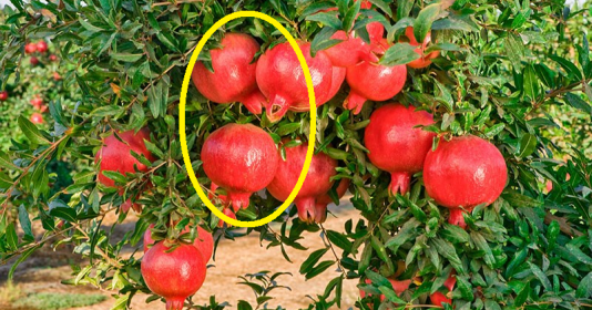 Trồng 4 cây cảnh ra quả đỏ rực trong nhà, phúc lộc hưởng quanh năm