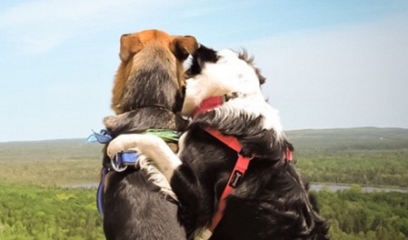 Chó luôn được biết đến là loài vật rất yêu thương và thân thiện. Hãy xem hình ảnh đáng yêu này về hai chú chó ôm nhau thật chặt, trái tim bạn sẽ được phủ sóng bởi tình yêu chó dành cho nhau.