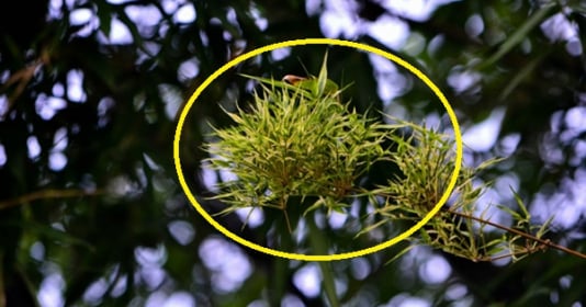 Trong nhà có 4 cây này bỗng dưng ra hoa là ‘điềm gở, nhất là loại số 1