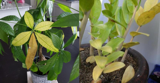 5 loại cây là khắc tinh của Thần Tài, đặt trong nhà là hút cạn lộc, gia chủ cần tránh