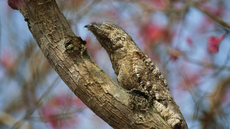 Chim potoo.