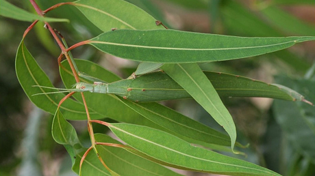 Bọ cánh cứng Tropidoderus Childrenii.